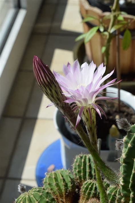 Rainha Da Noite Do Cacto Uma Flor Rosa Aberta Uma Ainda Fechada Imagem