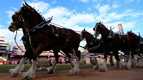 History of the Budweiser Clydesdales: The story behind iconic Super Bowl commercials mascot ...