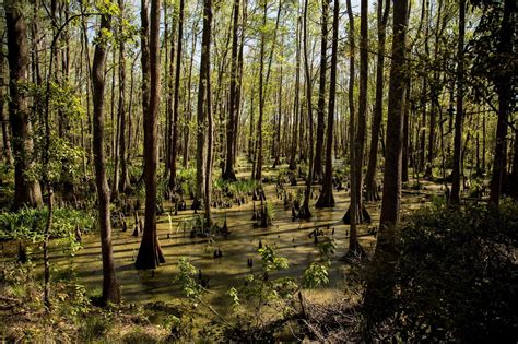 On The Road Full Time Rving: Savannah National Wildlife Refuge