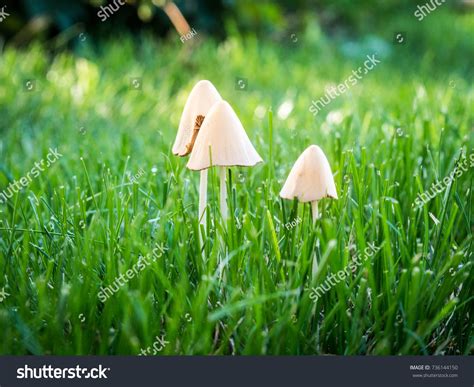 Three Mushrooms Turf Stock Photo 736144150 Shutterstock