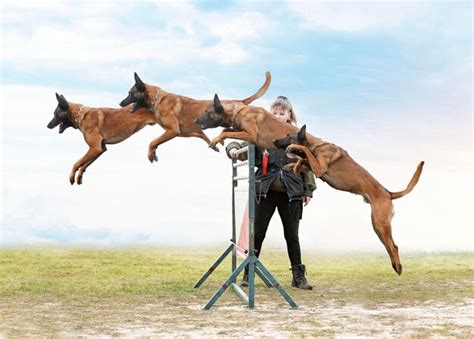 Premium Photo | Training of belgian shepherd