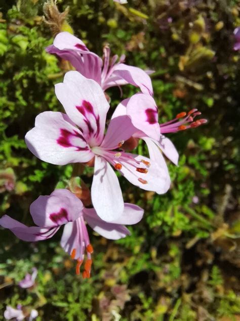 Oak Leaved Geranium From Garden Route District Municipality South