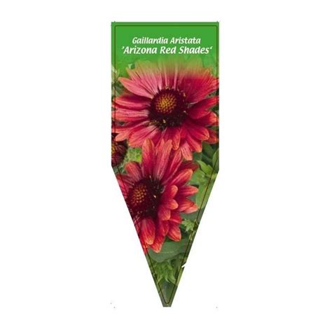 Etykieta Szk Karska Gaillardia Aristata Arizona Red Shades B