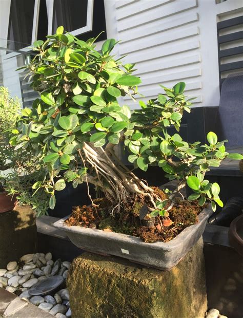 Balite Tree 2015 Plants Tree Bonsai