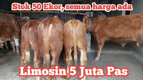 Review Harga Sapi Mulai Limosin Juta Di Grosir Sapi H Rudi Malang