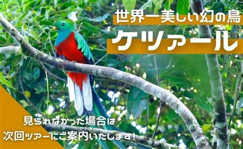 世界一美しい幻の鳥『ケツァール』を求めて！ライブツアーinコスタリカ His オンラインツアー