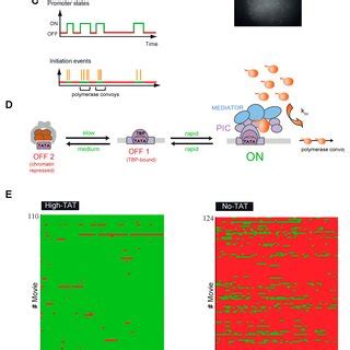 Transcriptional Bursting Of Hiv A Hiv Reporter Tagged With