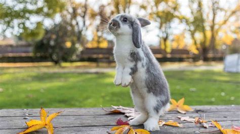 Datos Curiosos de los Conejos Descúbrelos aquí