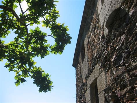 painted tree  photo  freeimages