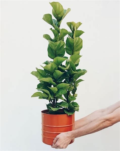 Ficus Lyrata Curiosidades E Dicas De Como Cuidar Dessa Planta Artofit