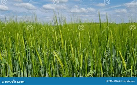 Green Ears Of Corn Swaying In The Wind Stock Video Video Of Cereal