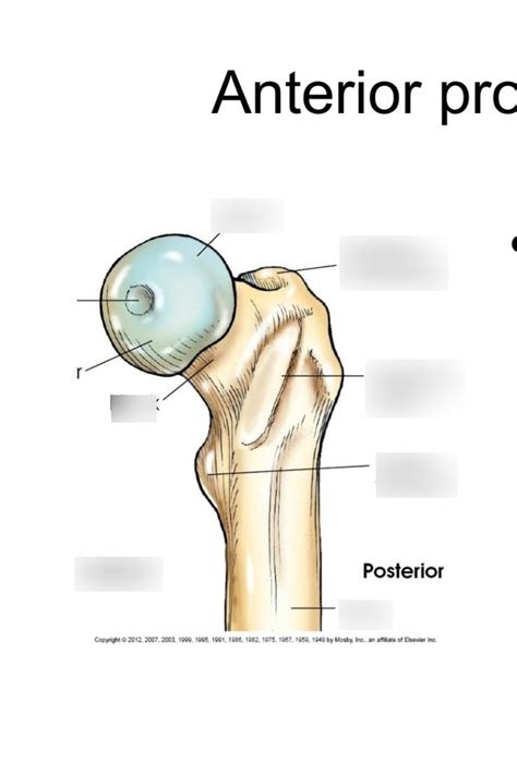 Anterior Posterior Femur Diagram Quizlet