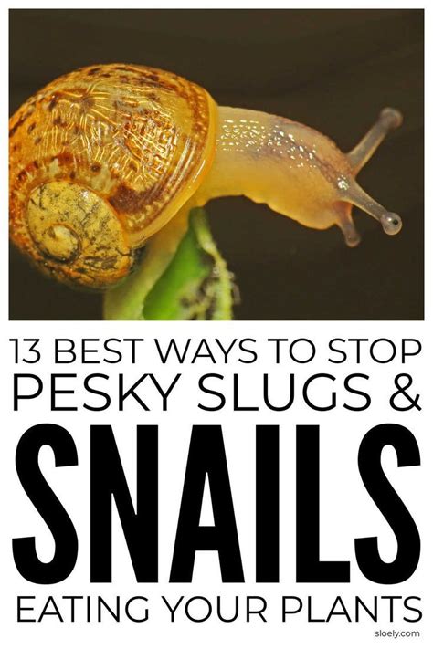 Fastest Way To Stop Slugs And Snails In Garden Artofit