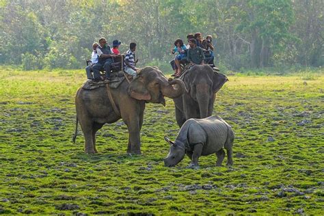 Kaziranga National Park Wildlife Tour Packages 2025