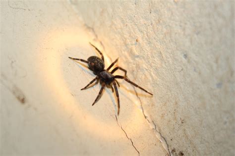 Black House Spider by N-ScapePhotography on DeviantArt