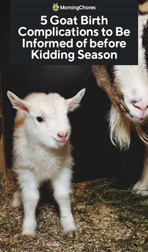 5 Goat Birth Complications You Need To Know Before Kidding Season