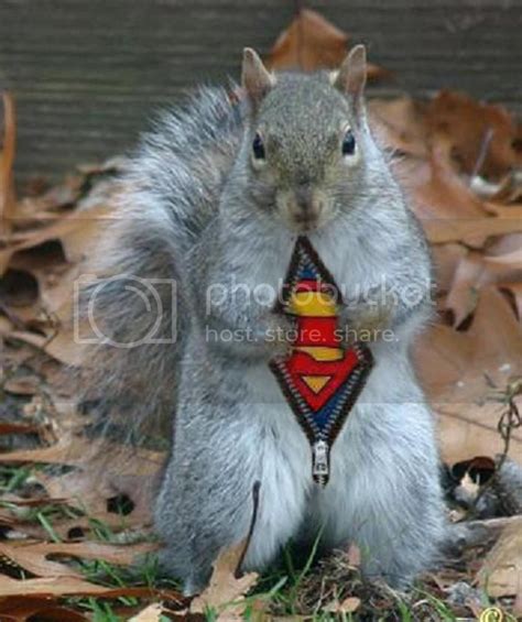 Another squirrel beware | Marlin Firearms Forum