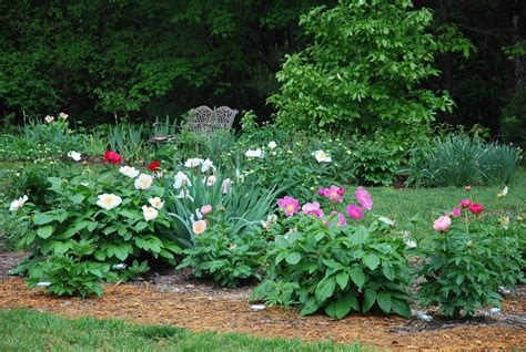 Southern Peony: 2014 Landscaping with Peonies