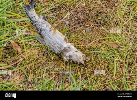 Carcass Of A Dead Fish Laying In Green Grass Stock Photo Alamy