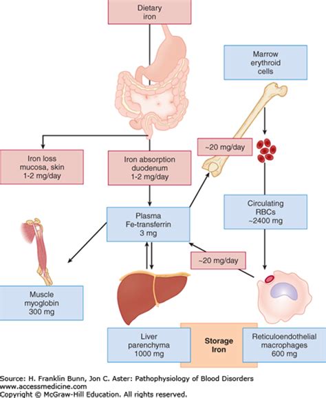 Iron Homeostasis Deficiency And Overload Basicmedical Key