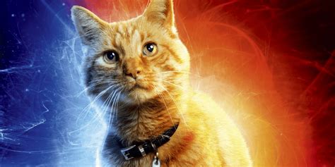 4猫1役『キャプテン・マーベル』でグースを演じた”ネコチーム”の正体。過去の出演作は