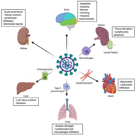 Ijms Free Full Text Deciphering Sars Cov Virologic And