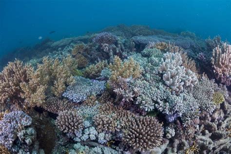 Les Choses Savoir Sur La Grande Barri Re De Corail