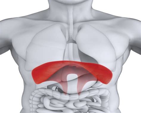 common   diaphragm pain  treatment remedies