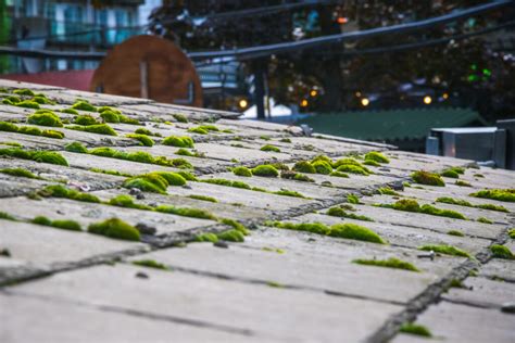 What Are The Signs Of Roof Algae Damage Wabo Roofing Systems