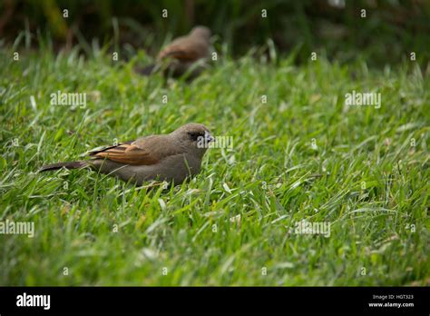 Japanese Garden In Buenos Aires Argentina Stock Photo Alamy