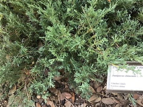 Juniperus Chinensis L Sabina De China Flora Mundial Pl Ntnet Identify