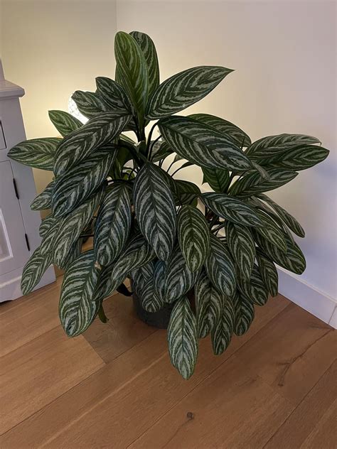 Can I Propagate This Plant R Houseplants