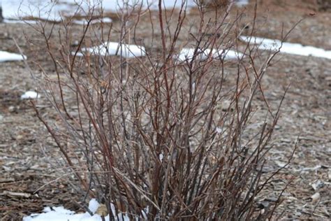 Spiraea Japonica Goldflame Purdue Arboretum Explorer