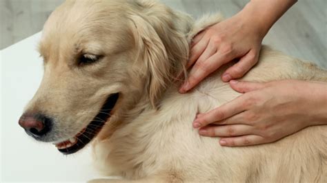 Macchie Nere Sulla Pelle Del Cane Quando Preoccuparsi