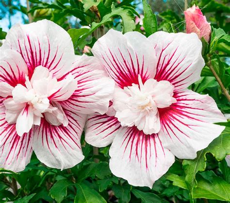 Гибискус махровый «Леди Стенли» купить саженцы почтой по низкой цене в ...