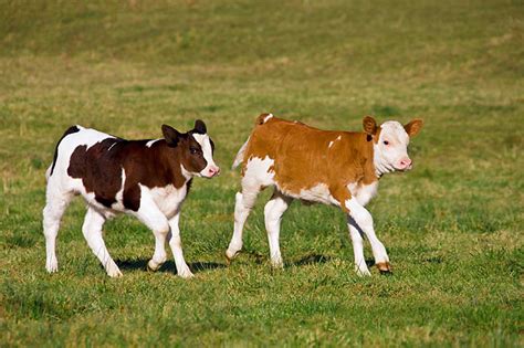 simmental - Animal Stock Photos - Kimballstock