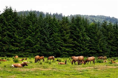 HALF OF MONTANA ELK HERD HAS DISAPPEARED | EHUNTR