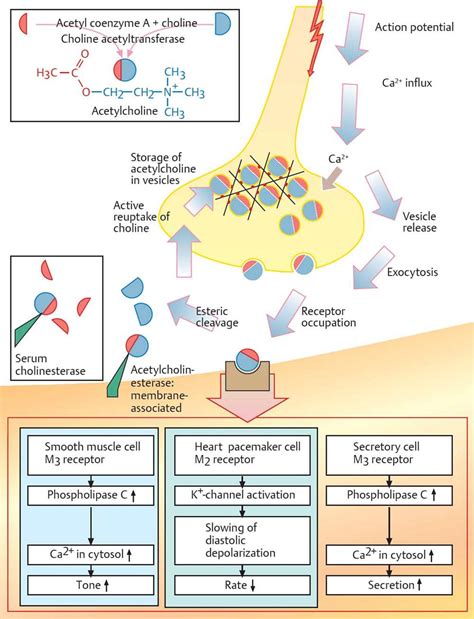 Autonomic Nervous System Physiology An Illustrated Review