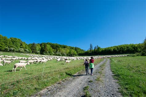 Familienwanderweg Sch Ferweg Oberkatz Rh N Wanderung