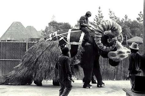 Photos Of An Elephant Dressing Up As The Bantha From Star Wars