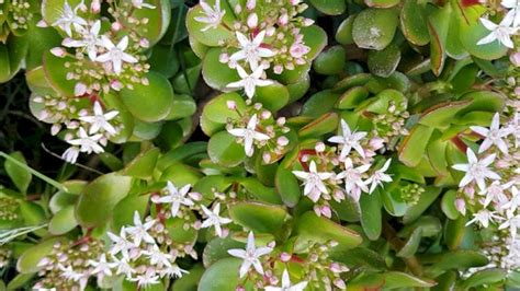 Cómo Hacer Florecer un Arbol de Jade para atraer la Suerte en Nuestros