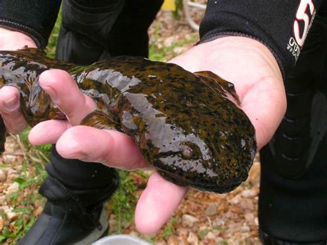 The Hellbender: Giant Salamander of the United States | The Ark In Space