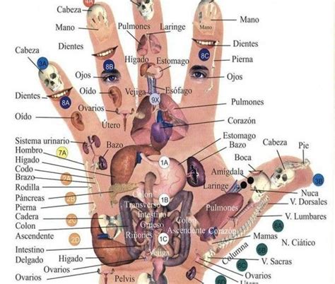 96 Best Digitopuntura Images On Pinterest Acupressure Acupuncture And Massage