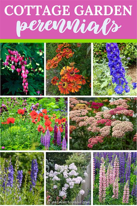 29 Cottage Garden Perennials And Biennials