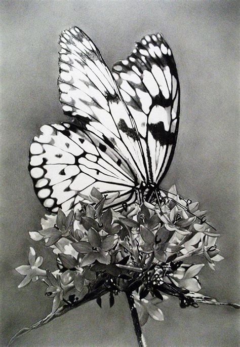 10+ Beautiful Butterfly Drawings for Inspiration 2023