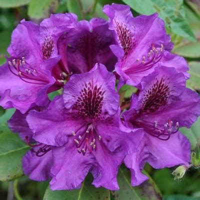 Rhododendron ‘Purple Passion’ | J.C. Bakker & Sons Ltd.