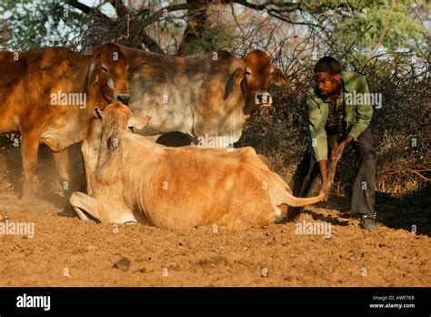 Cow treatment hi-res stock photography and images - Alamy