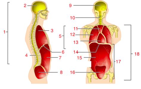 Body Cavities Diagram Quizlet