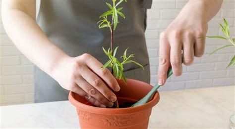 Todo lo que debes saber sobre la planta galán de noche cuidados y tips