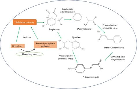 Biosynthesis of p-coumaric acid | Download Scientific Diagram